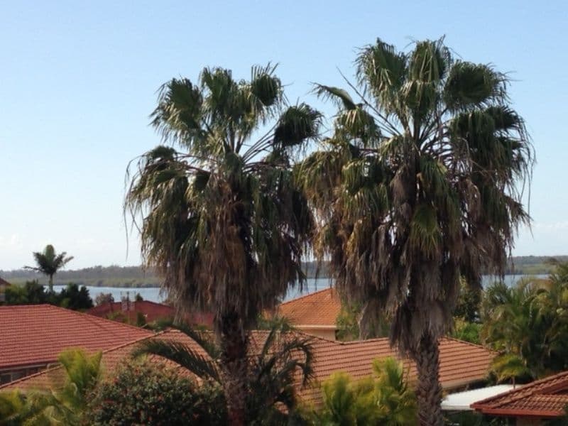 19 Urangan Court, Helensvale QLD 4212, Helensvale - Thumbnail 5