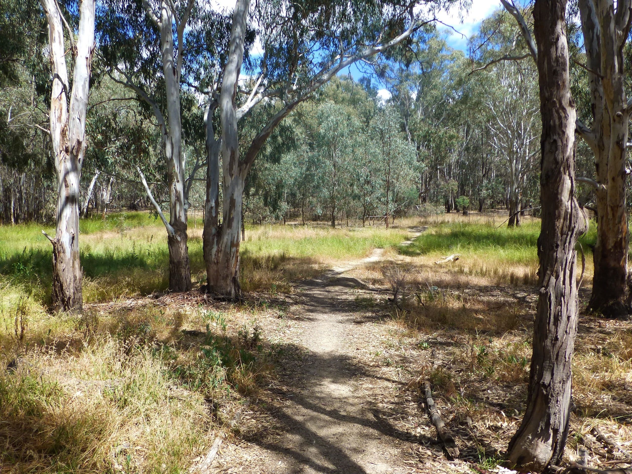 Lot 5 Winbi Avenue, Moama NSW 2731, Moama - Thumbnail 6