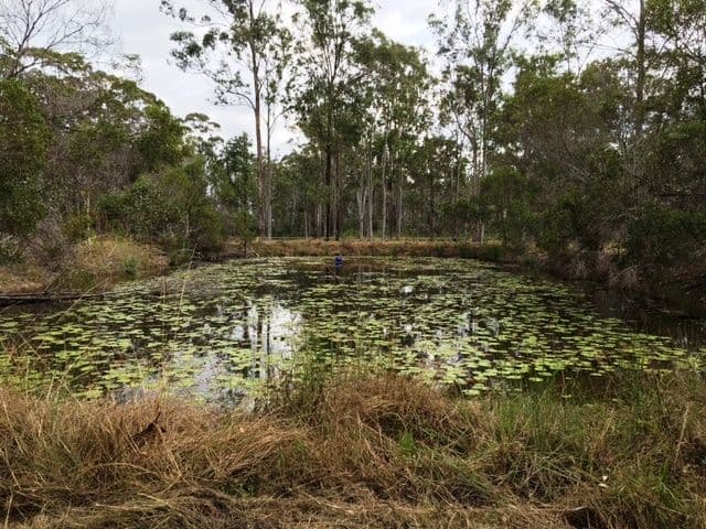 46 Bellbird Drive, Bucca QLD 4670, Bucca - Thumbnail 4