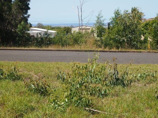 61 Petrel Avenue, RIVER HEADS QLD 4655, River Heads - Thumbnail 2