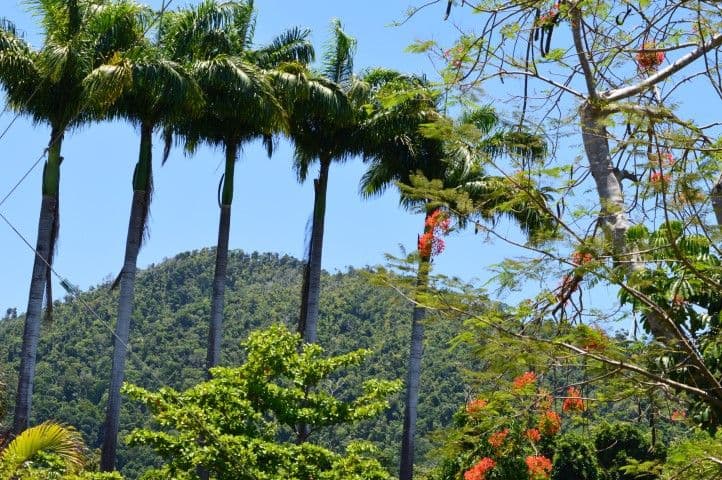 Lot 5 James Road, Mission Beach QLD 4852, Mission Beach - Thumbnail 6
