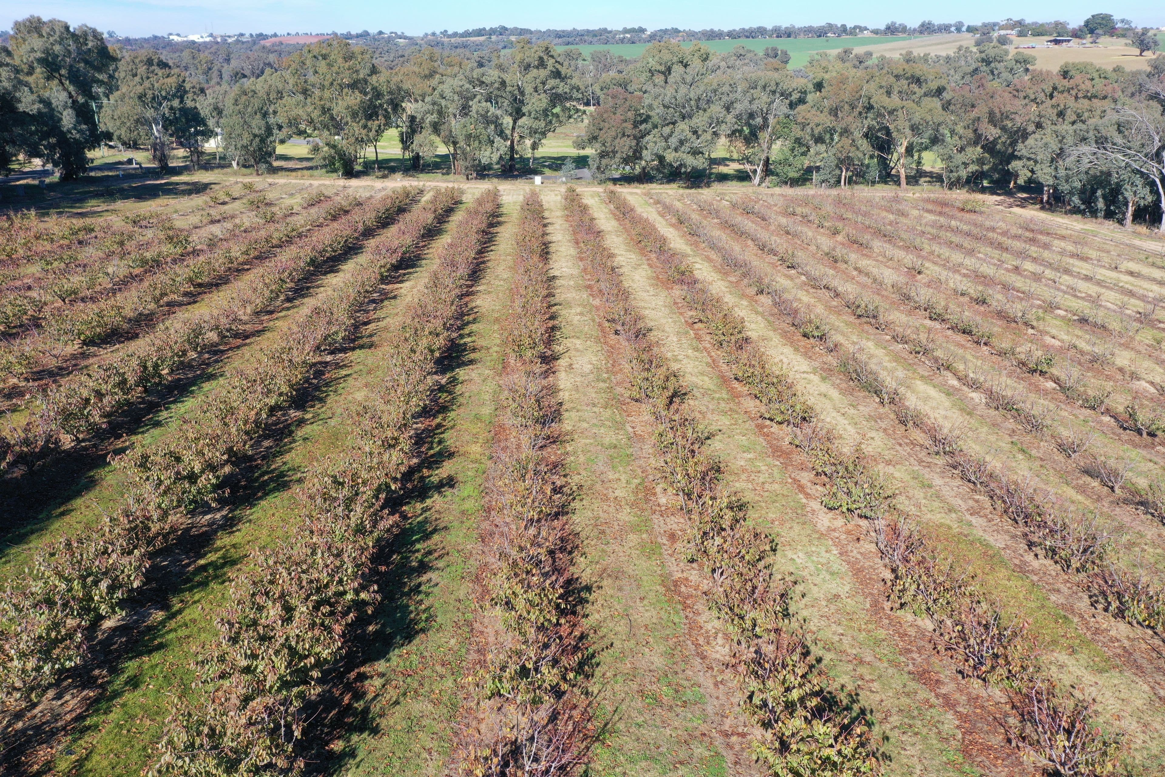 219 Pattersons Lane, Young NSW 2594, Young - Thumbnail 2