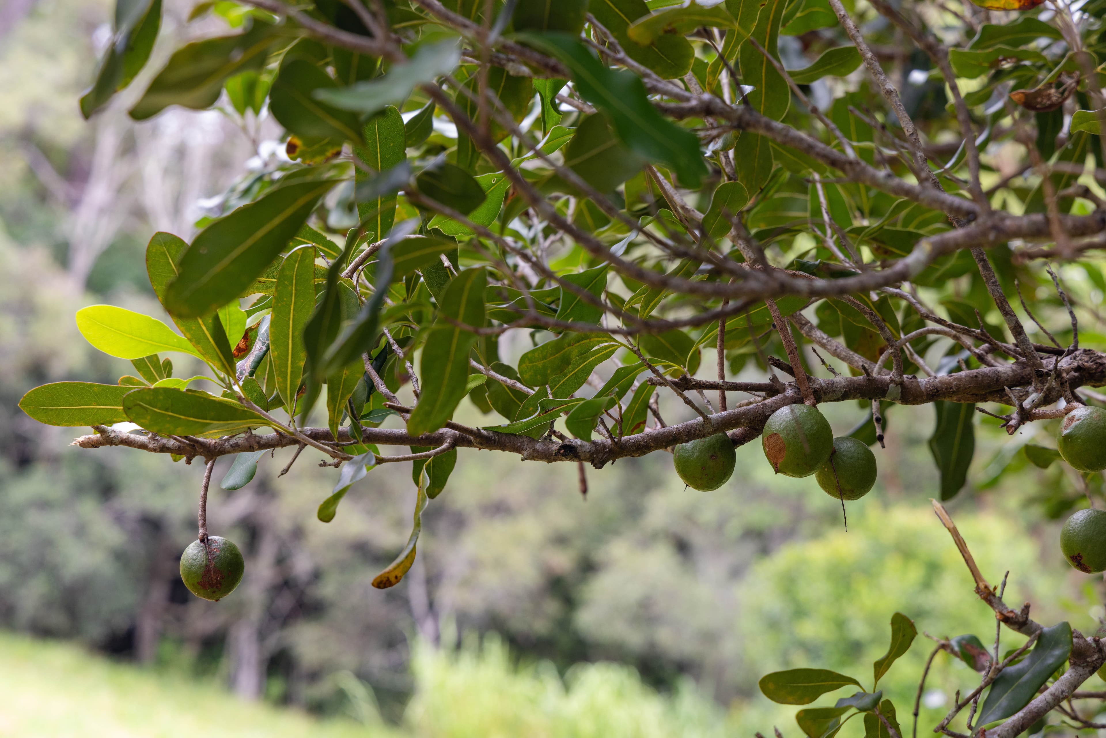Beenaam Valley QLD 4570, Beenaam Valley - Thumbnail 2
