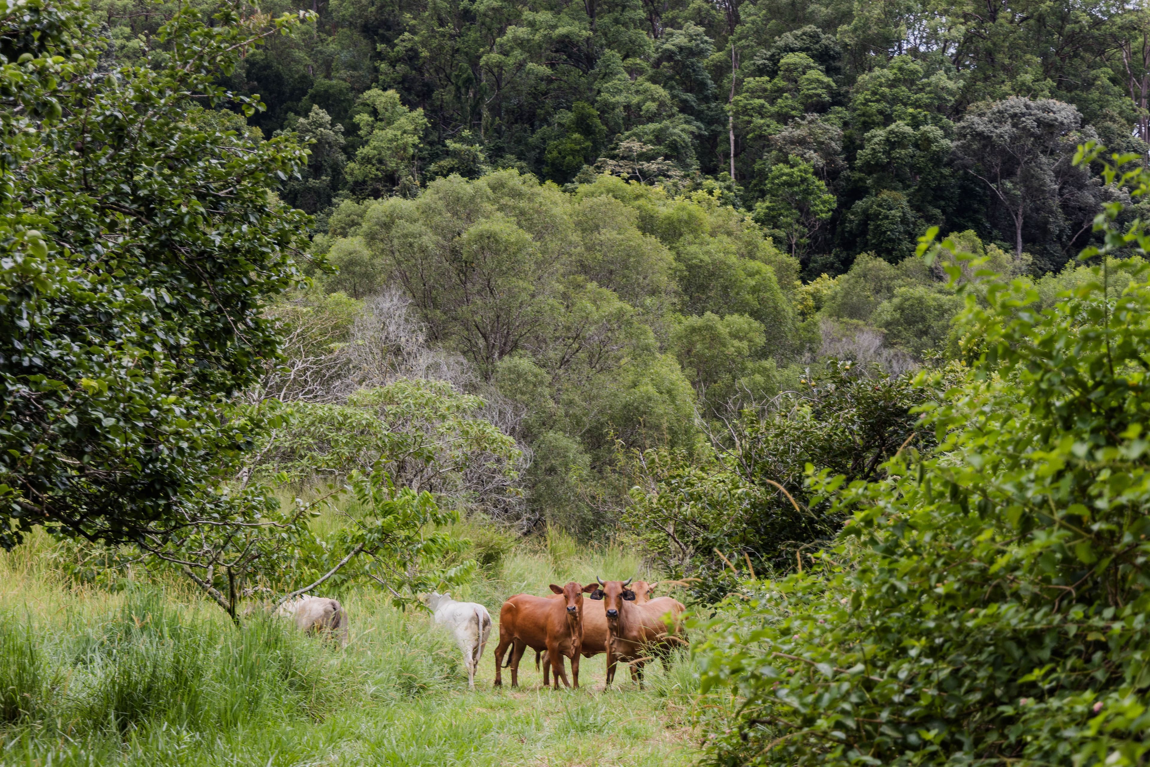 Beenaam Valley QLD 4570, Beenaam Valley - Thumbnail 4