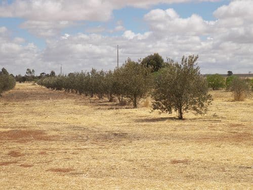 Lot 105 Collins Street, MALLALA SA 5502, Mallala - Thumbnail 3