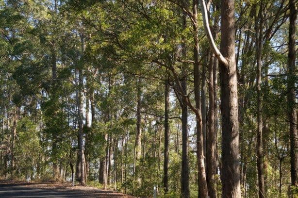 22 Upper Rosemount Road (Corner of Rosemount Lane), Rosemount QLD 4560, Rosemount - Thumbnail 5