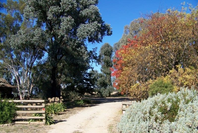 "Peppertree" Hillview Lane, EUGOWRA NSW 2806, Eugowra - Thumbnail 4