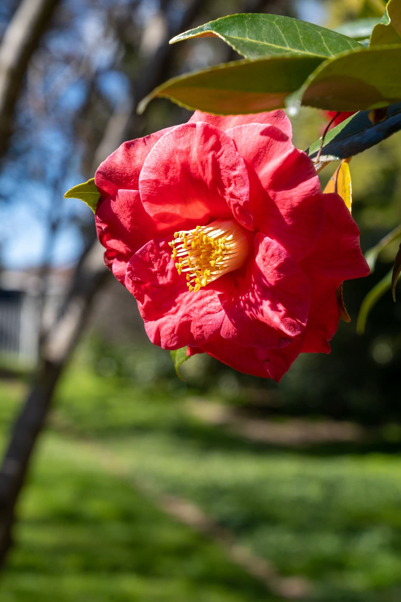 40 Cox Avenue, Orange NSW 2800, Orange - Thumbnail 6