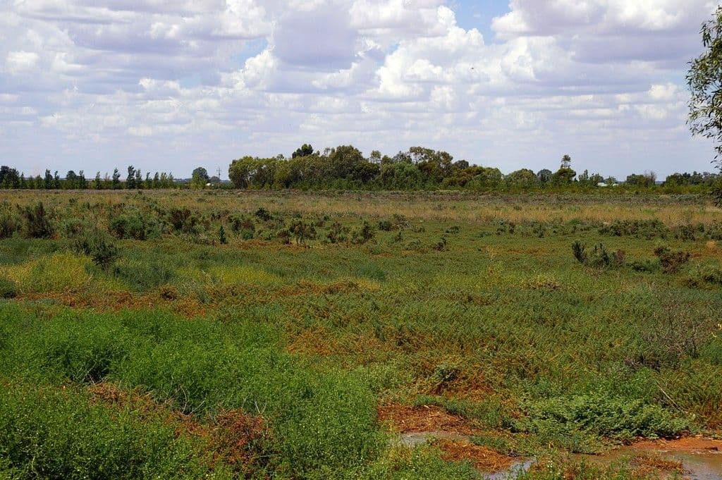44 Wentworth Road, Renmark SA 5341, Renmark - Thumbnail 5