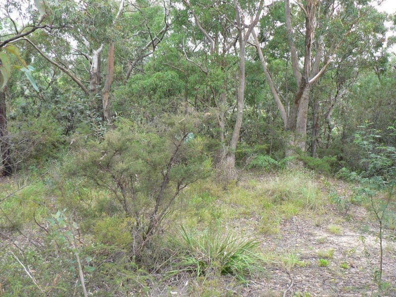 76-78 Pimelea Drive, Woodford NSW 2778, Woodford - Thumbnail 4