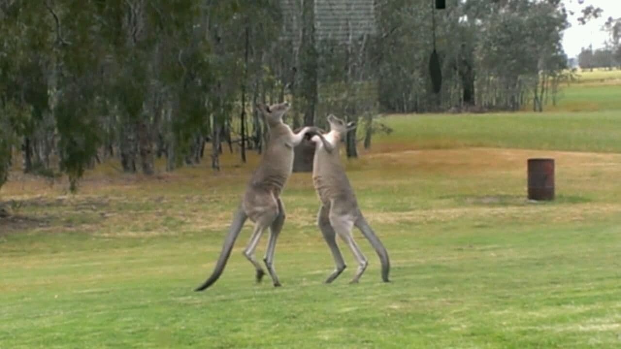 Yarrawonga VIC 3730, Yarrawonga - Thumbnail 8