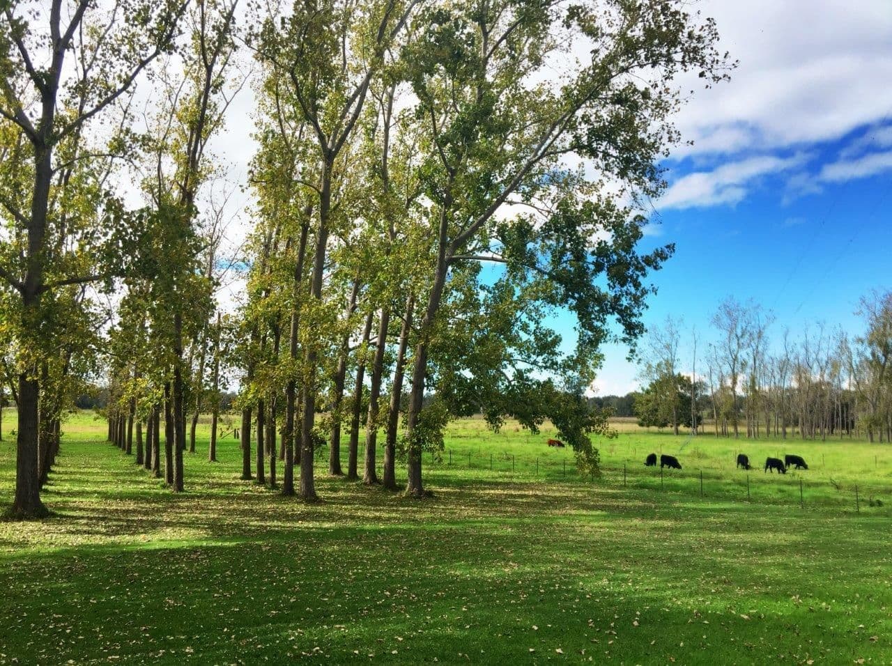 112 Manning River Drive, Taree NSW 2430, Taree - Thumbnail 4