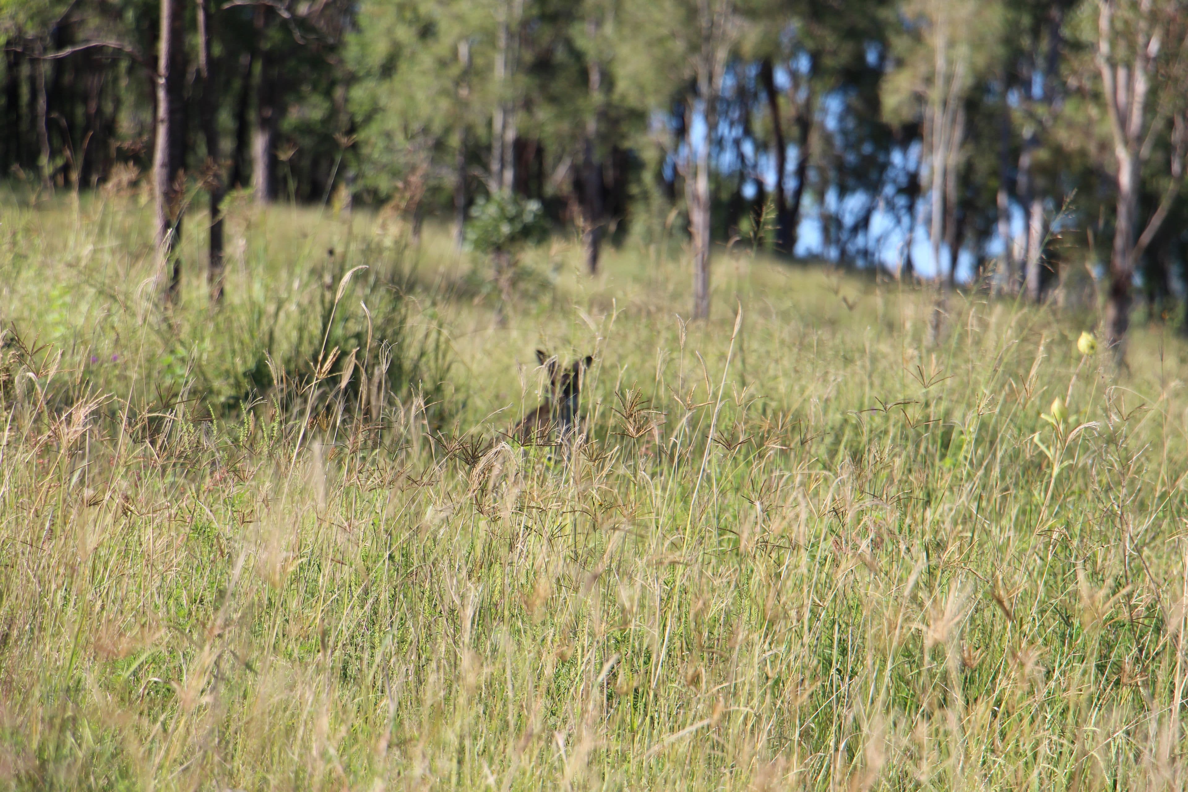 0 Widgee Creek Road, Hillview QLD 4285, Hillview - Thumbnail 5