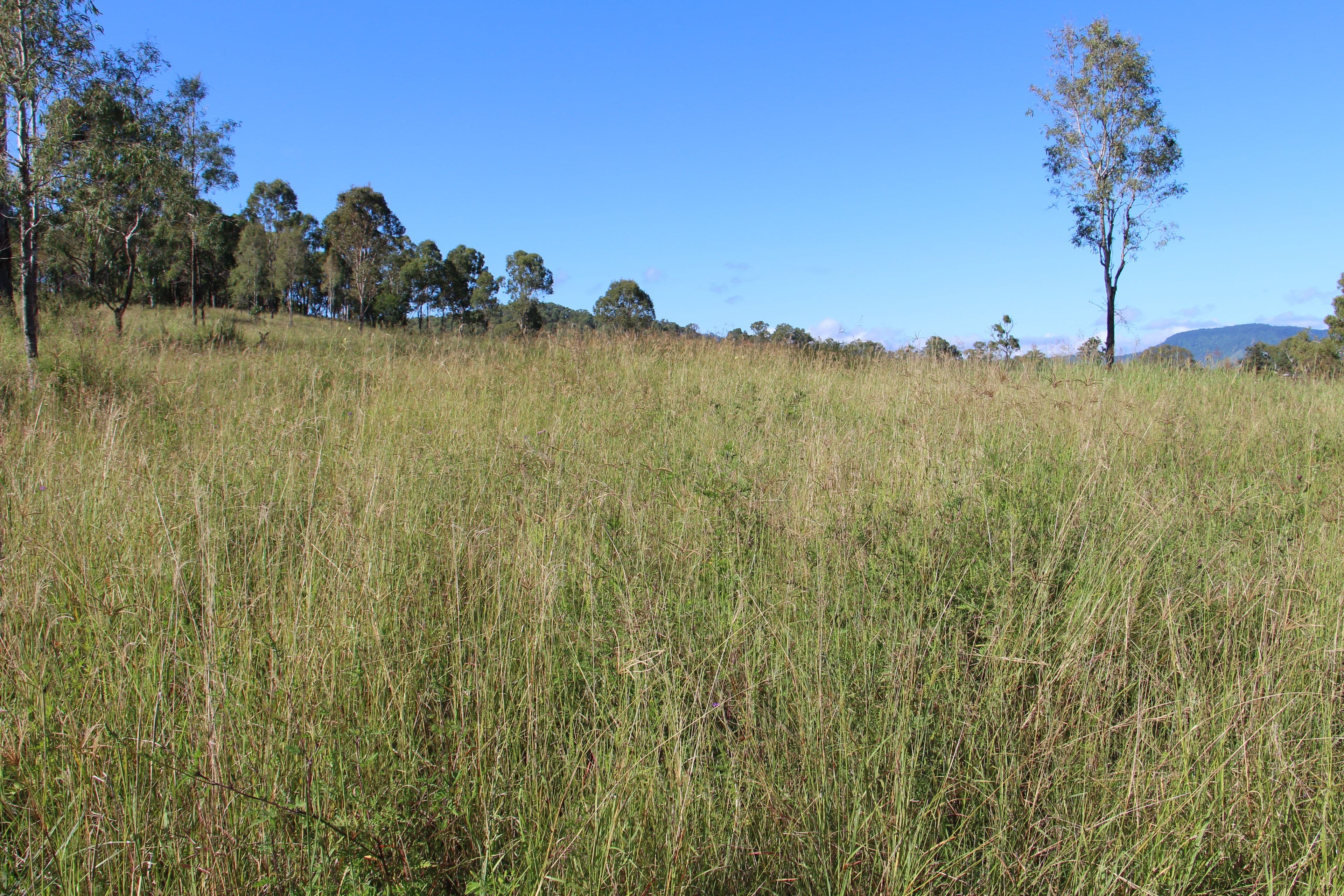 0 Widgee Creek Road, Hillview QLD 4285, Hillview - Thumbnail 6