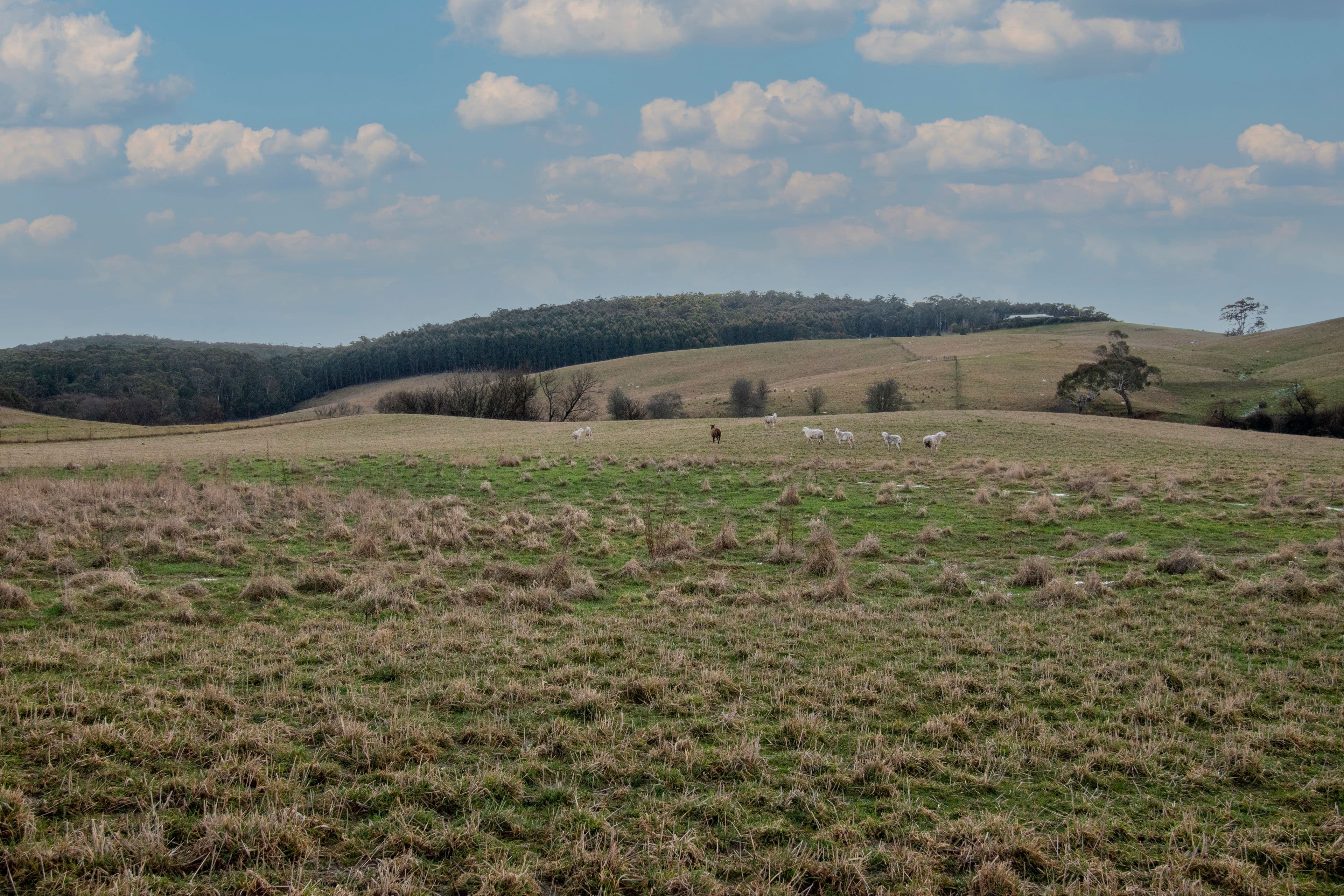 6 Mcmahon Court, Oberon NSW 2787, Oberon - Thumbnail 5