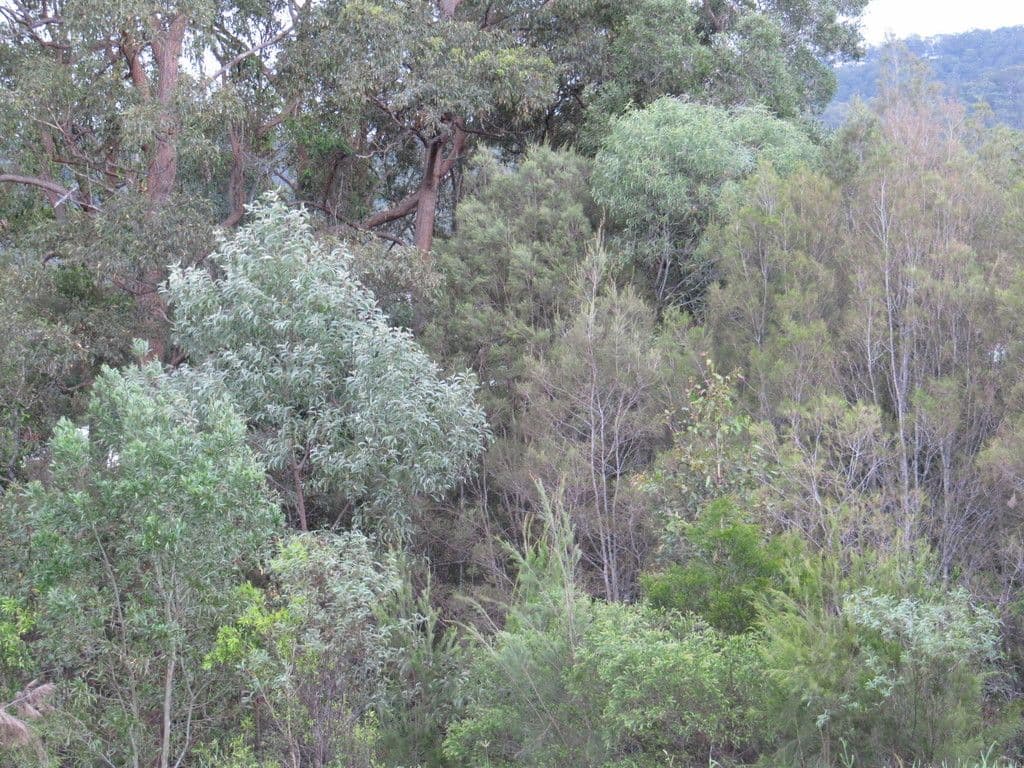 5 Wildflower Circuit, Upper Coomera QLD 4209, Upper Coomera - Thumbnail 3