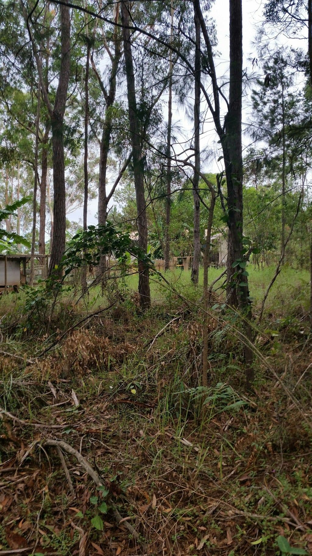 33 Dempsey Street, Russell Island QLD 4184, Russell Island - Thumbnail 2