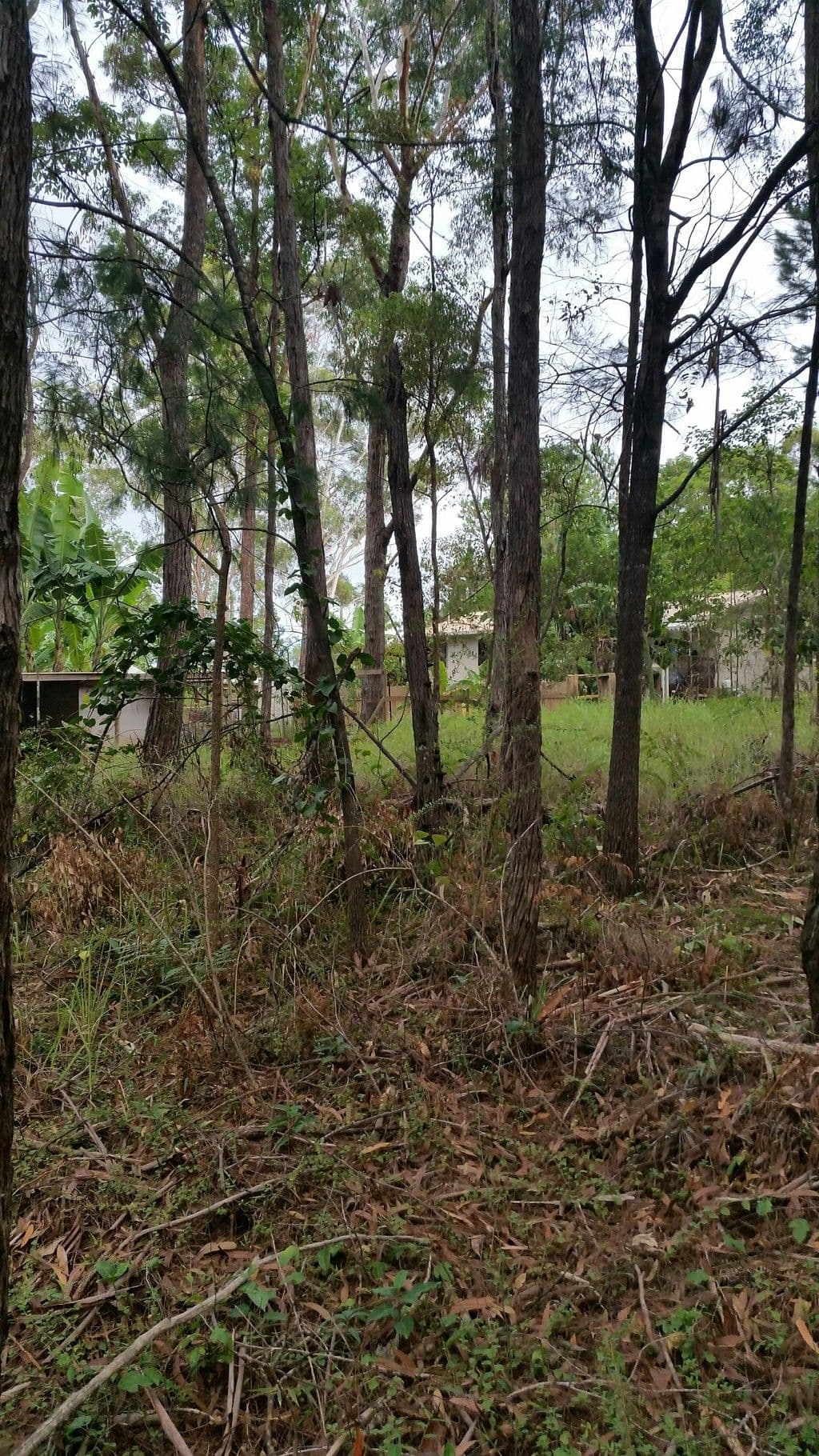 33 Dempsey Street, Russell Island QLD 4184, Russell Island - Thumbnail 3