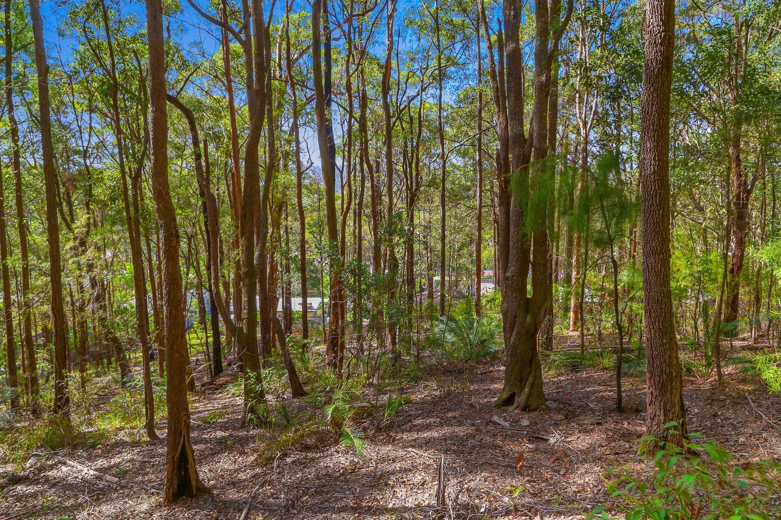 52 Undara Road, Bensville NSW 2251, Bensville - Thumbnail 6