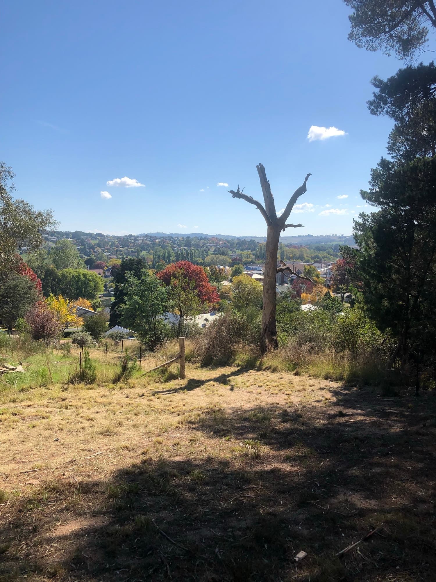 88 Wellington Street, Bombala, Bombala - Thumbnail 5