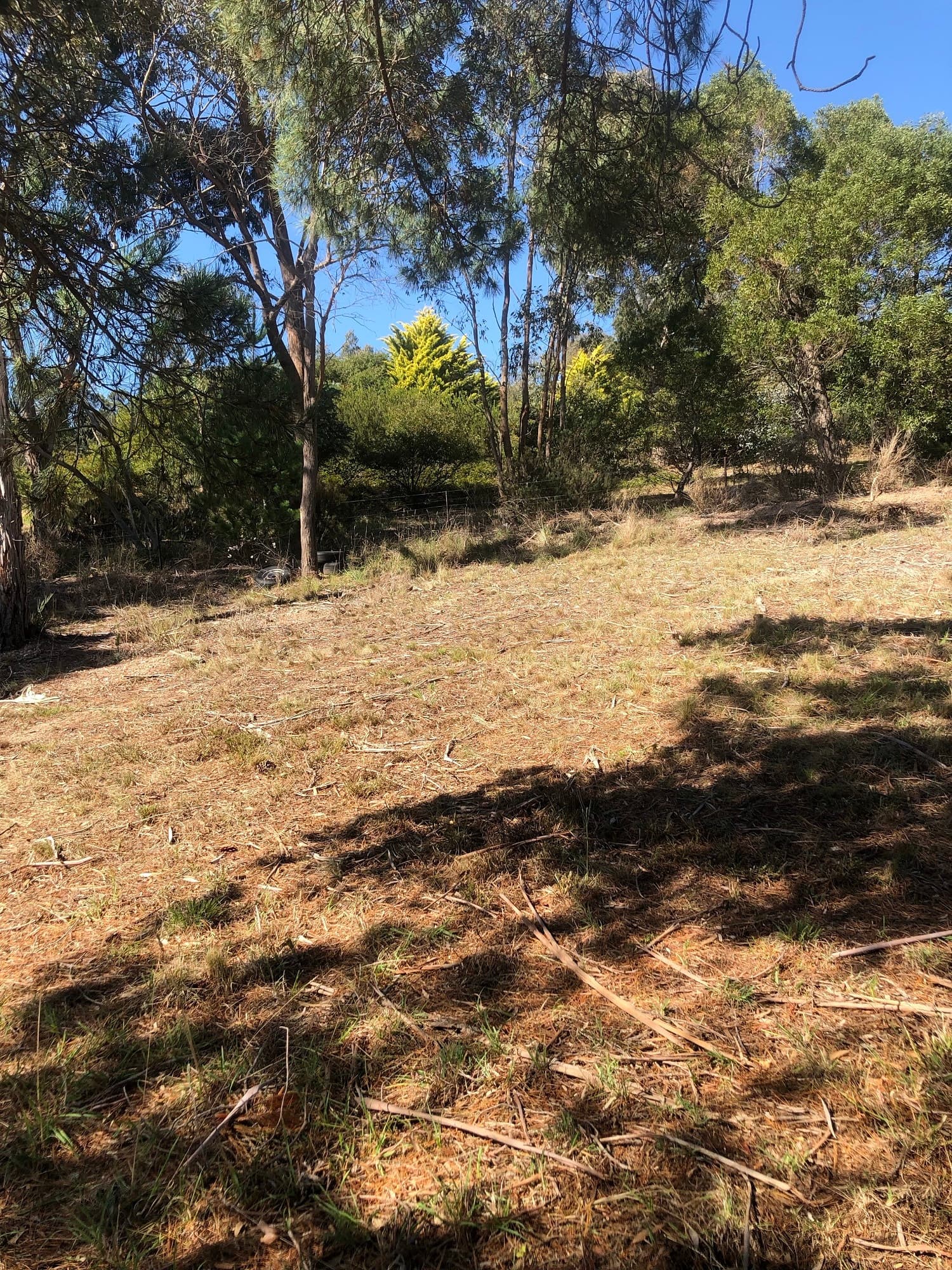 88 Wellington Street, Bombala, Bombala - Thumbnail 7