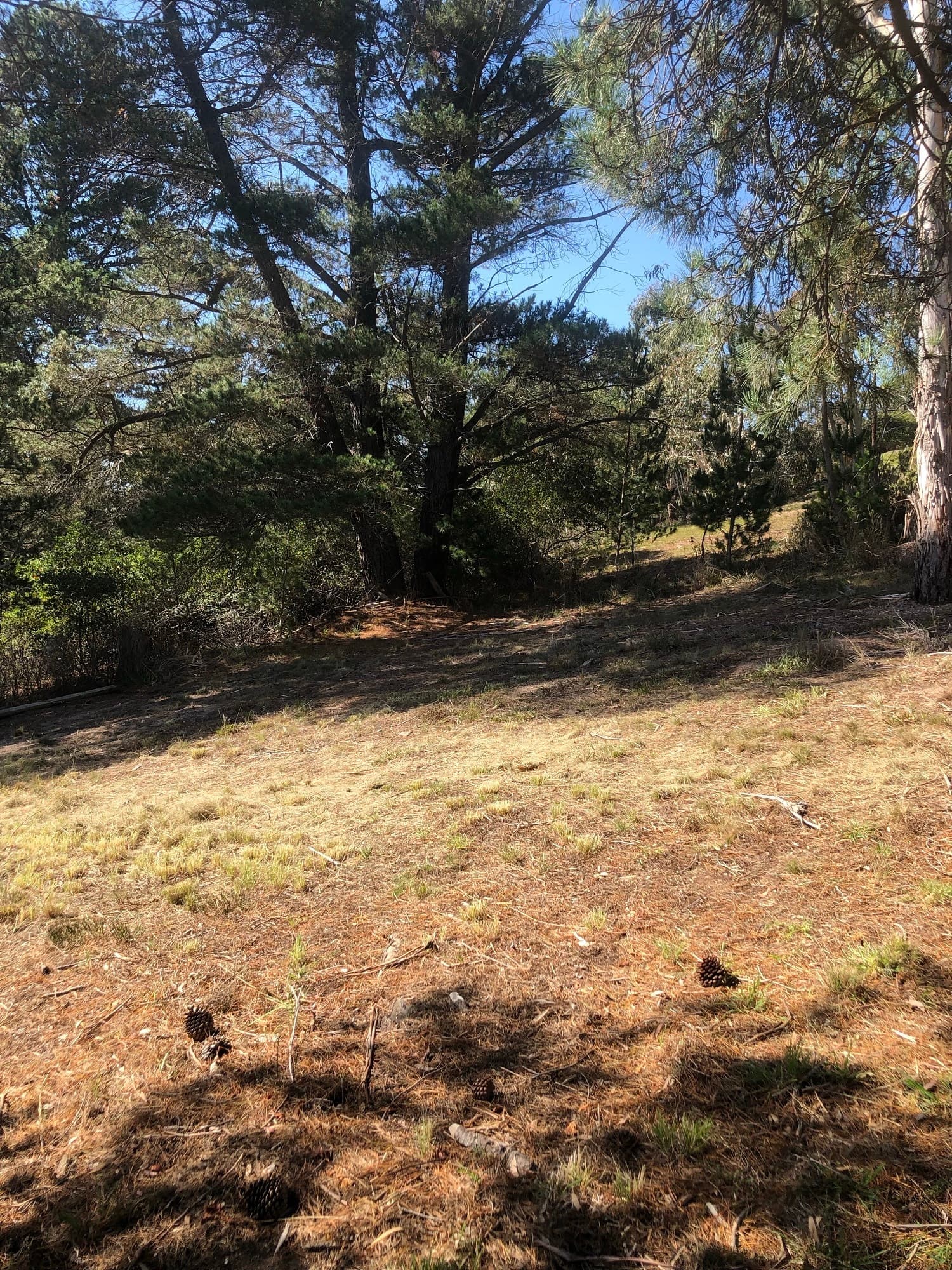 88 Wellington Street, Bombala, Bombala - Thumbnail 8