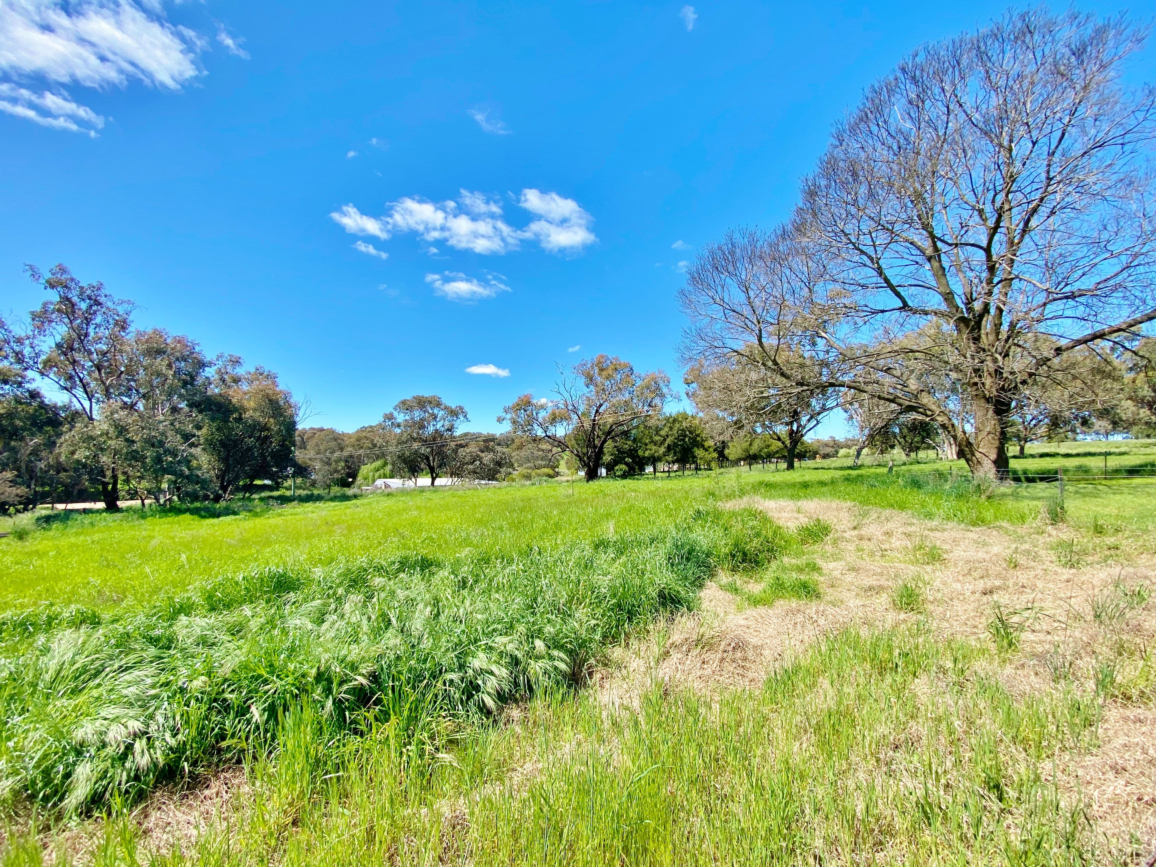 160 Victoria Gully Road, Young NSW 2594, Young - Thumbnail 3