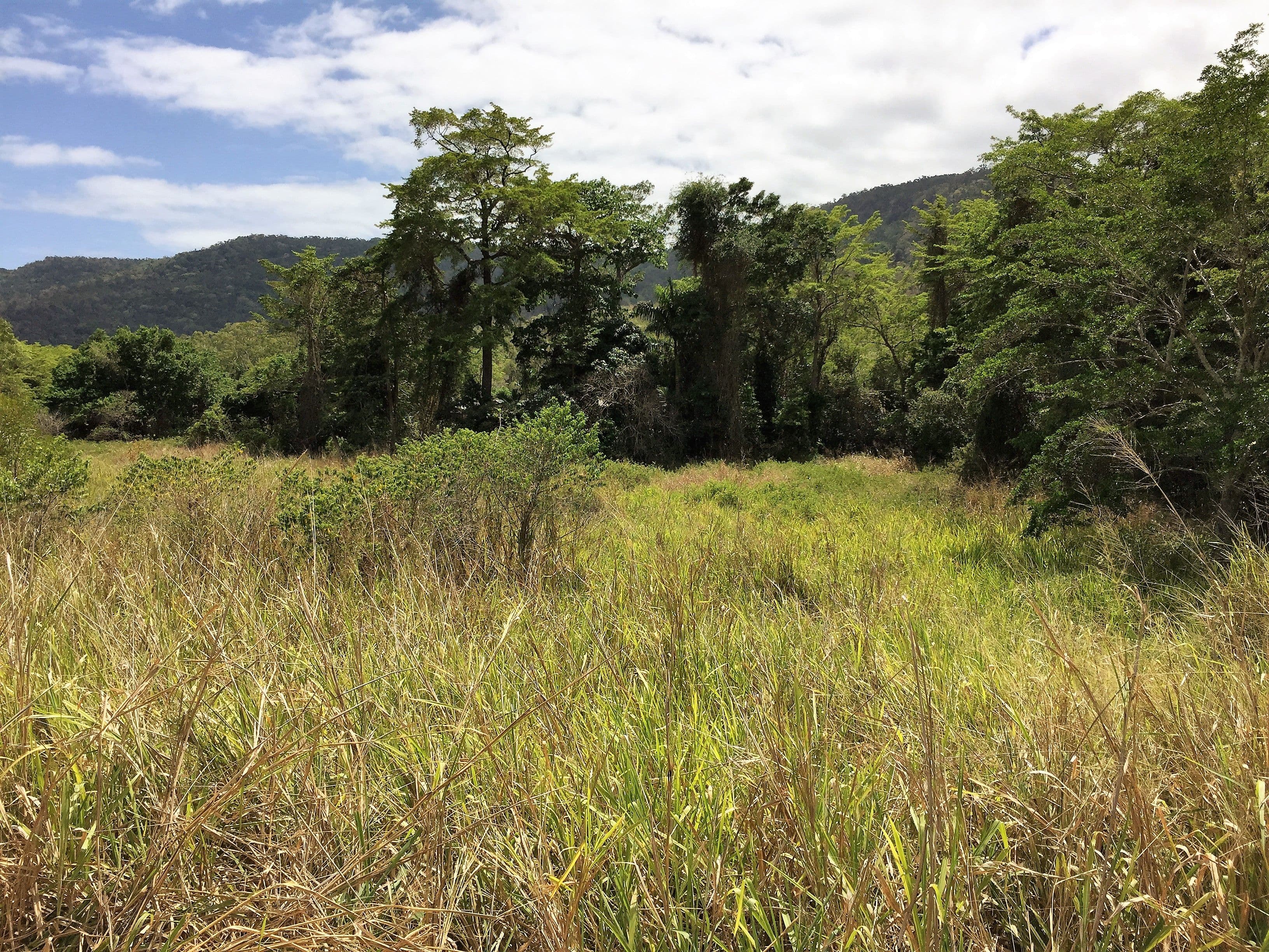 Lot 3 Shute Harbour Road, Flametree QLD 4802, Flametree - Thumbnail 4