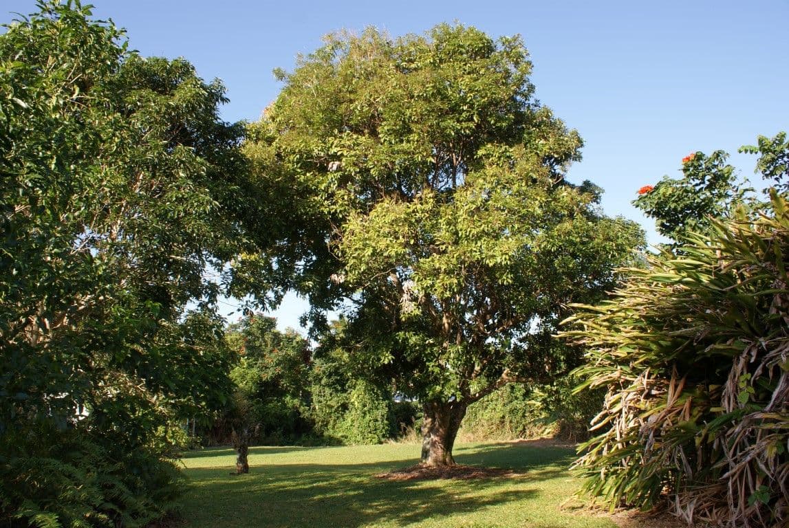 20 Pioneer Street, Bingil Bay QLD 4852, Bingil Bay - Thumbnail 4