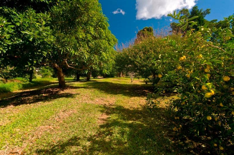 10 Tom Latimer Court, WORONGARY QLD 4213, Worongary - Thumbnail 3