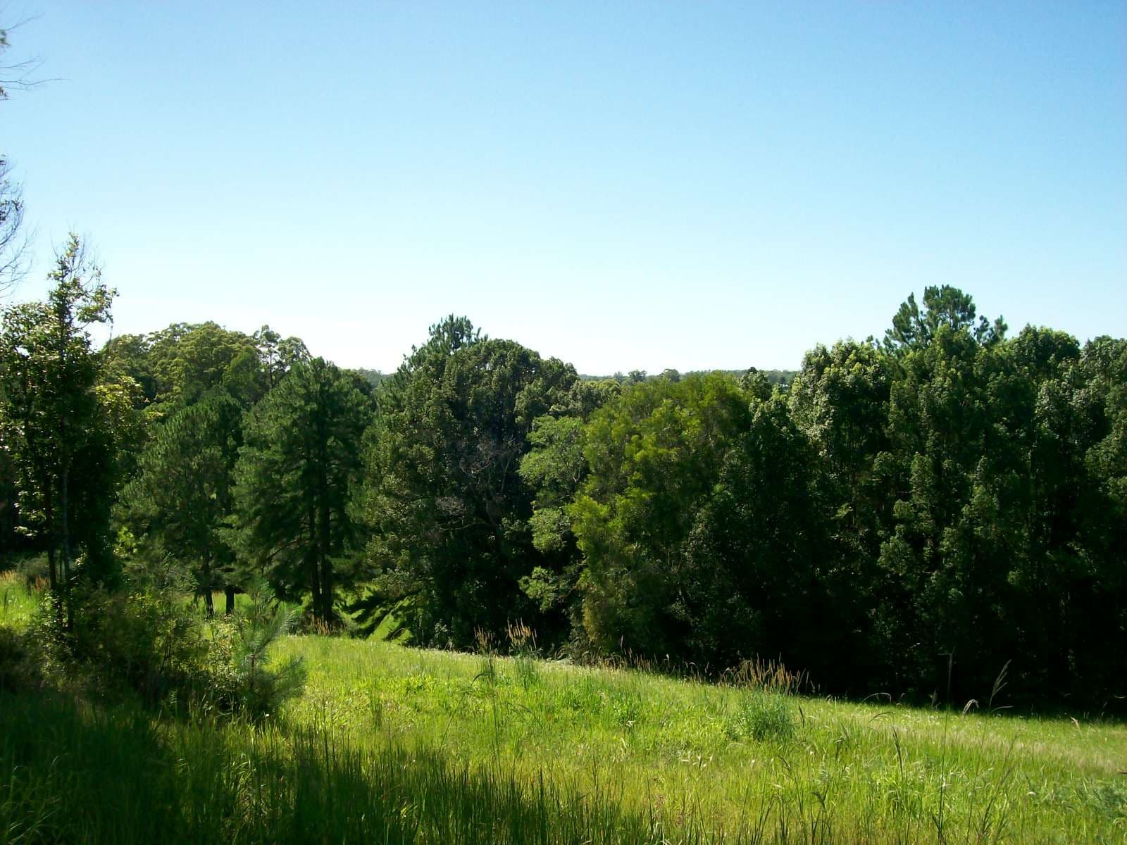 16 Ironbark Place, Bellingen NSW 2454, Bellingen - Thumbnail 8