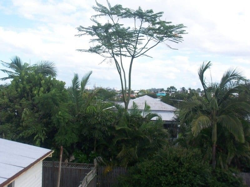 47 Sydney Street, KEDRON QLD 4031, Kedron - Thumbnail 2