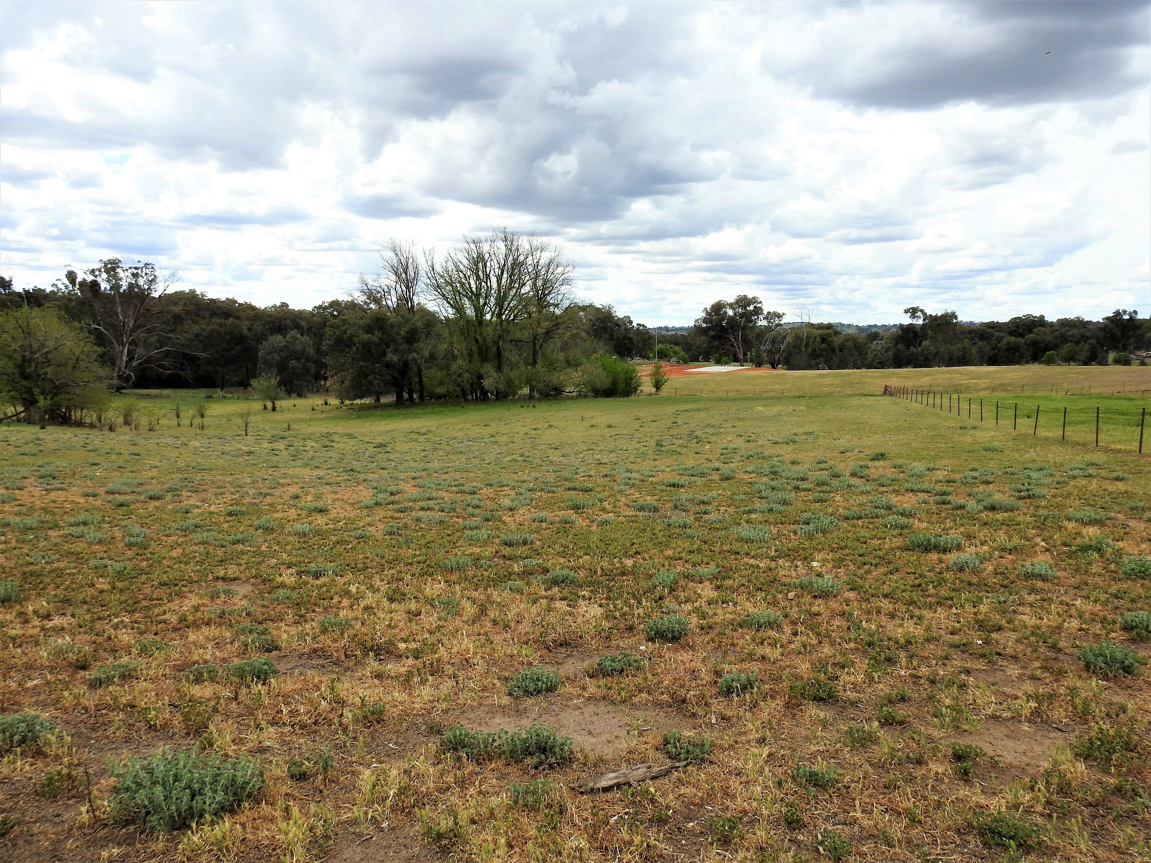 41 Dairymans Lane, Young NSW 2594, Young - Thumbnail 2