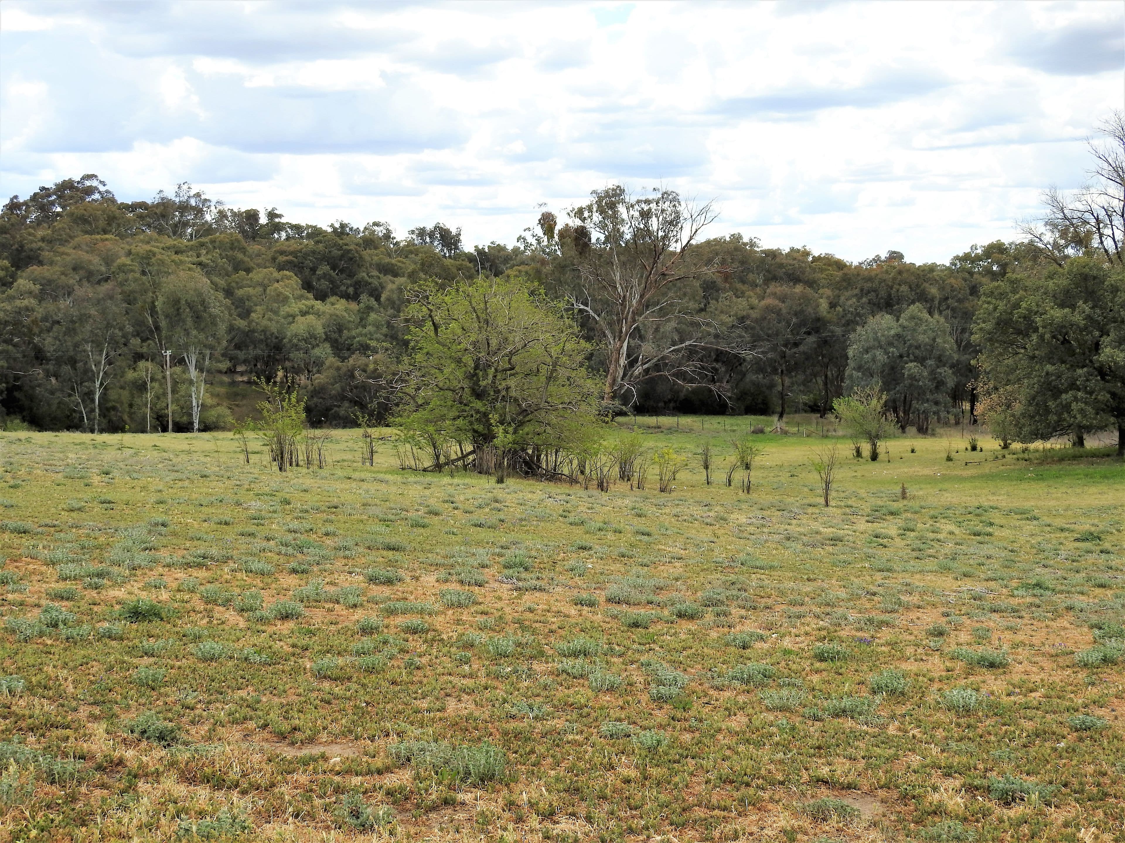 41 Dairymans Lane, Young NSW 2594, Young - Thumbnail 3