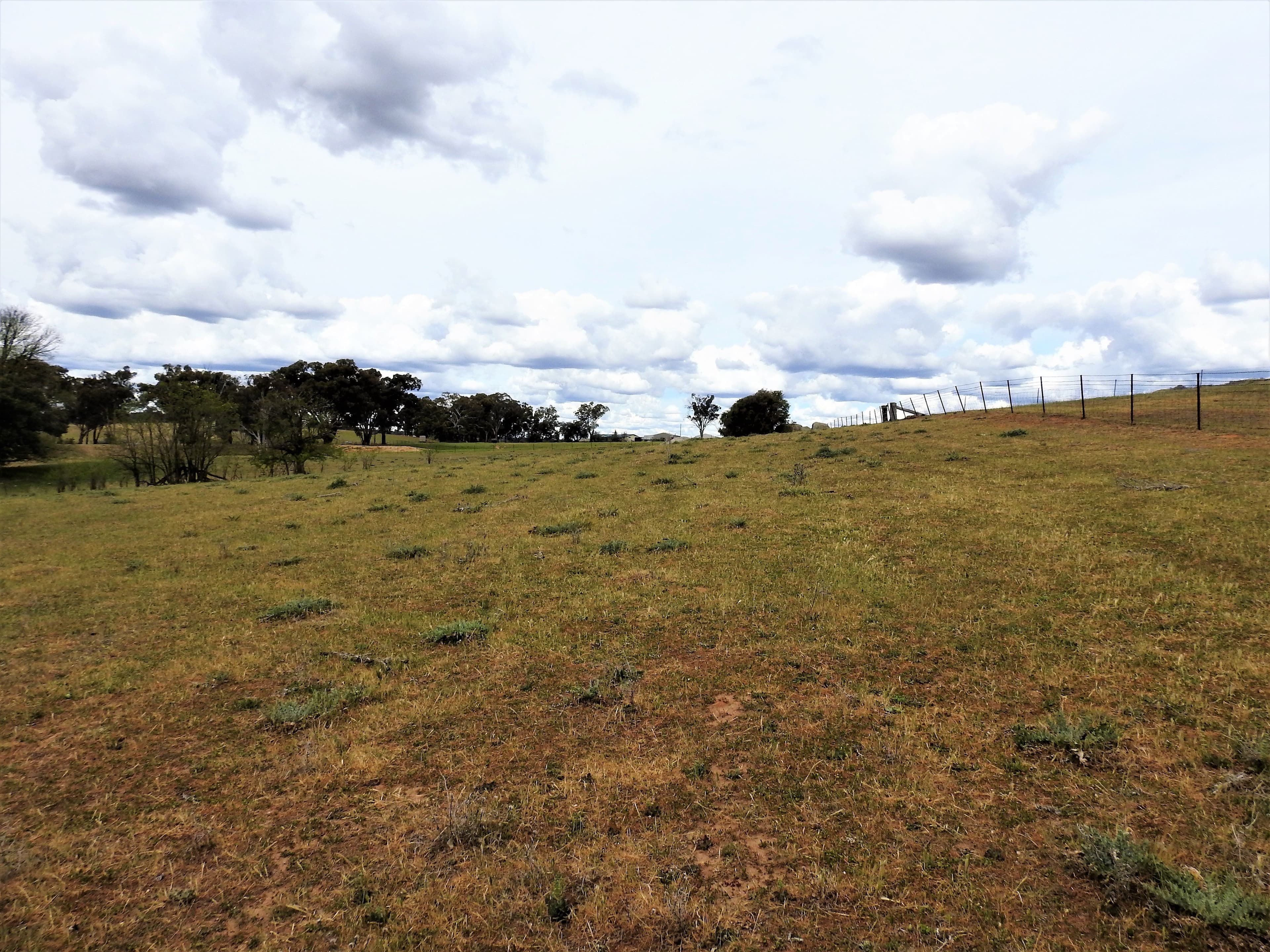 41 Dairymans Lane, Young NSW 2594, Young - Thumbnail 5