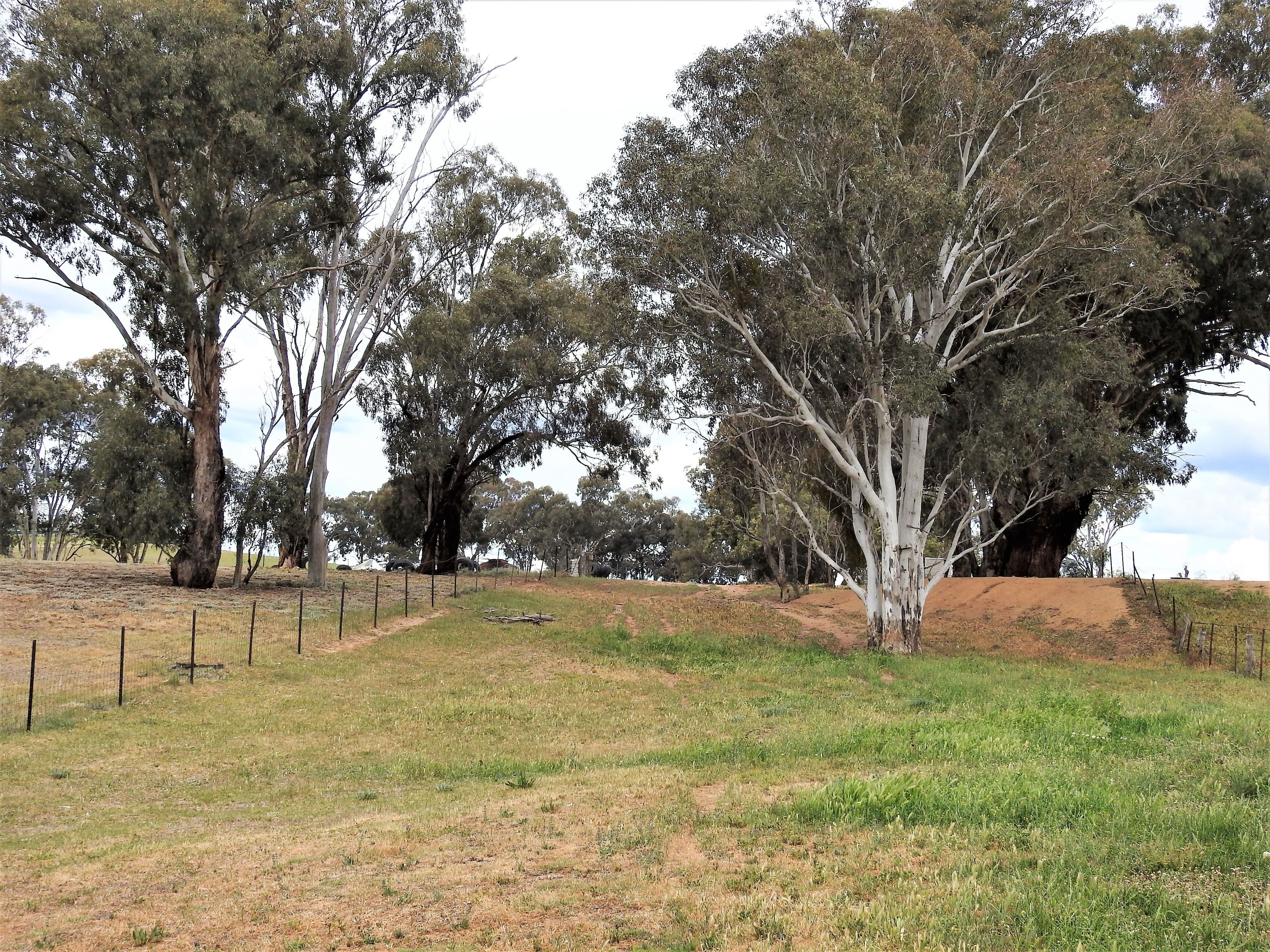 41 Dairymans Lane, Young NSW 2594, Young - Thumbnail 7