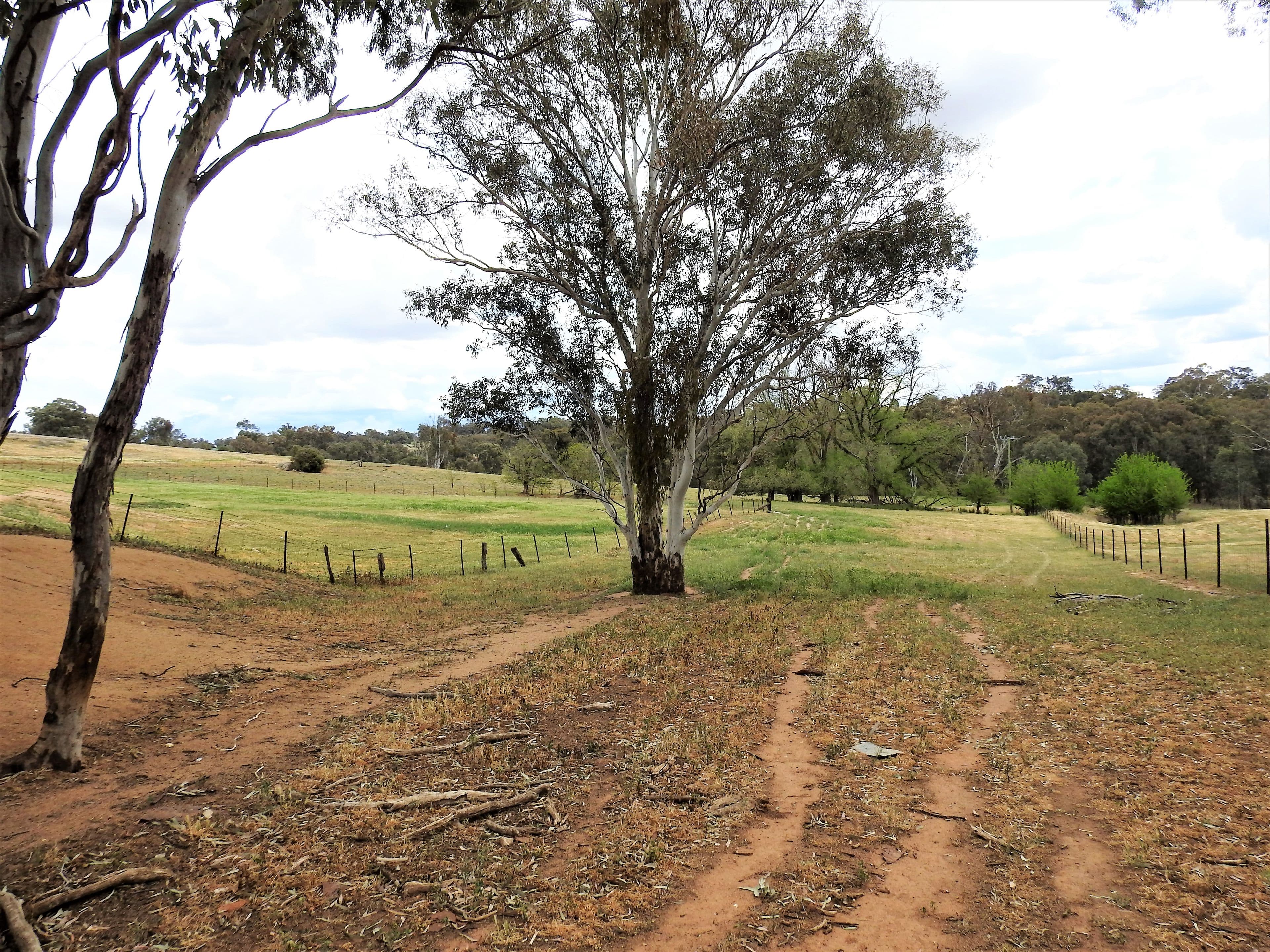 41 Dairymans Lane, Young NSW 2594, Young - Thumbnail 8