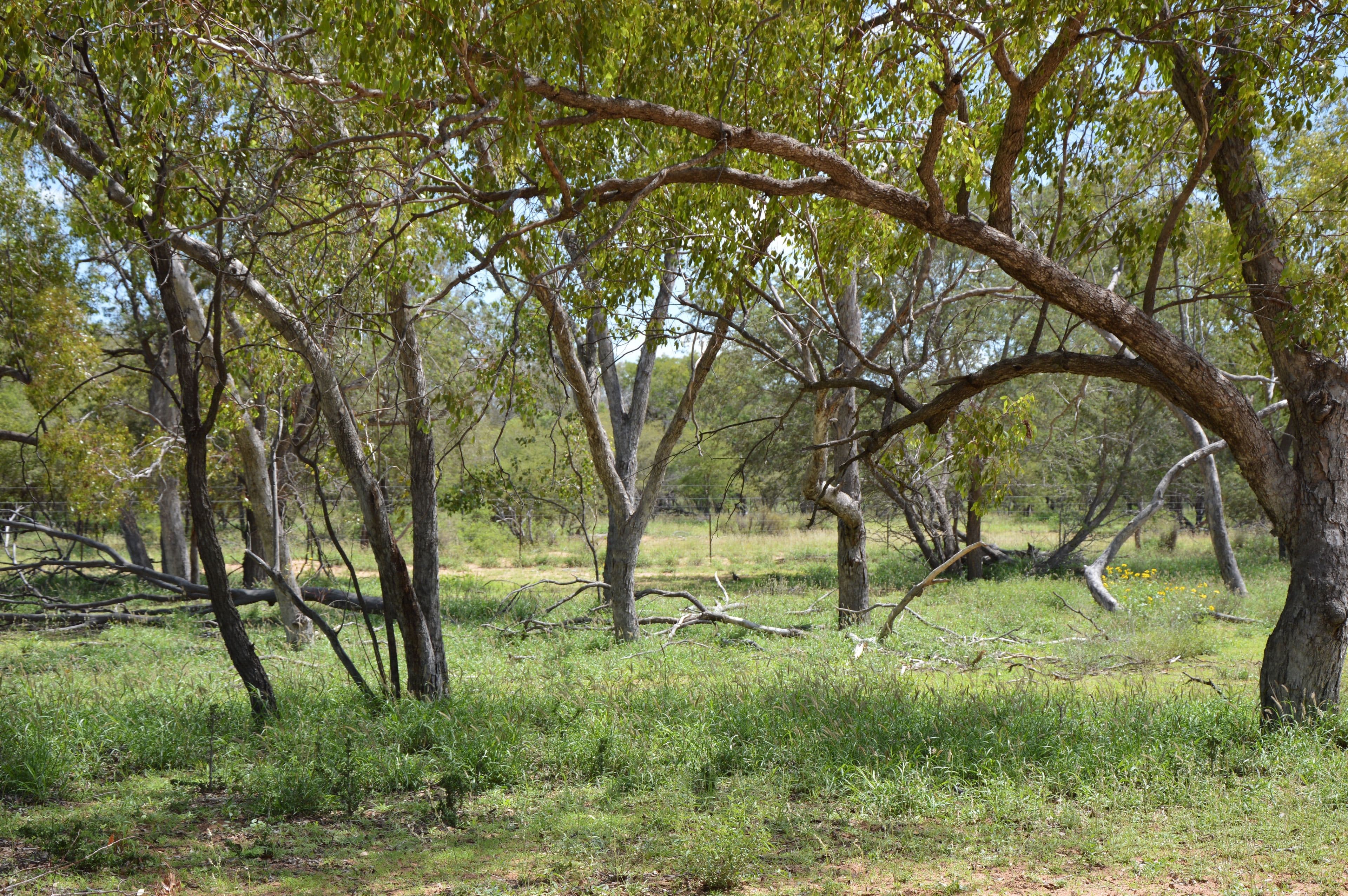 89 Sandalwood Drive, Barcaldine QLD 4725, Barcaldine - Thumbnail 7