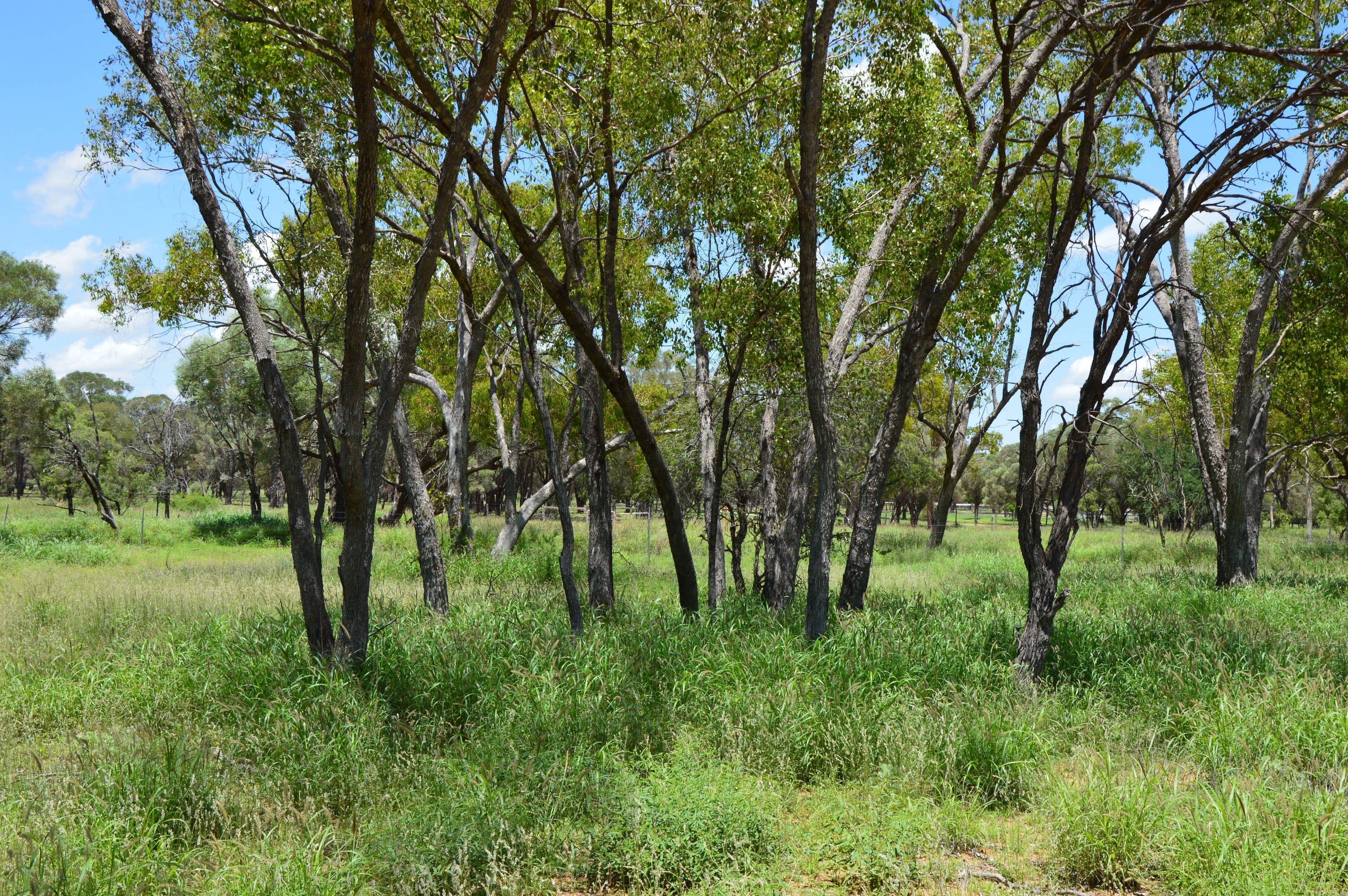 89 Sandalwood Drive, Barcaldine QLD 4725, Barcaldine - Thumbnail 8