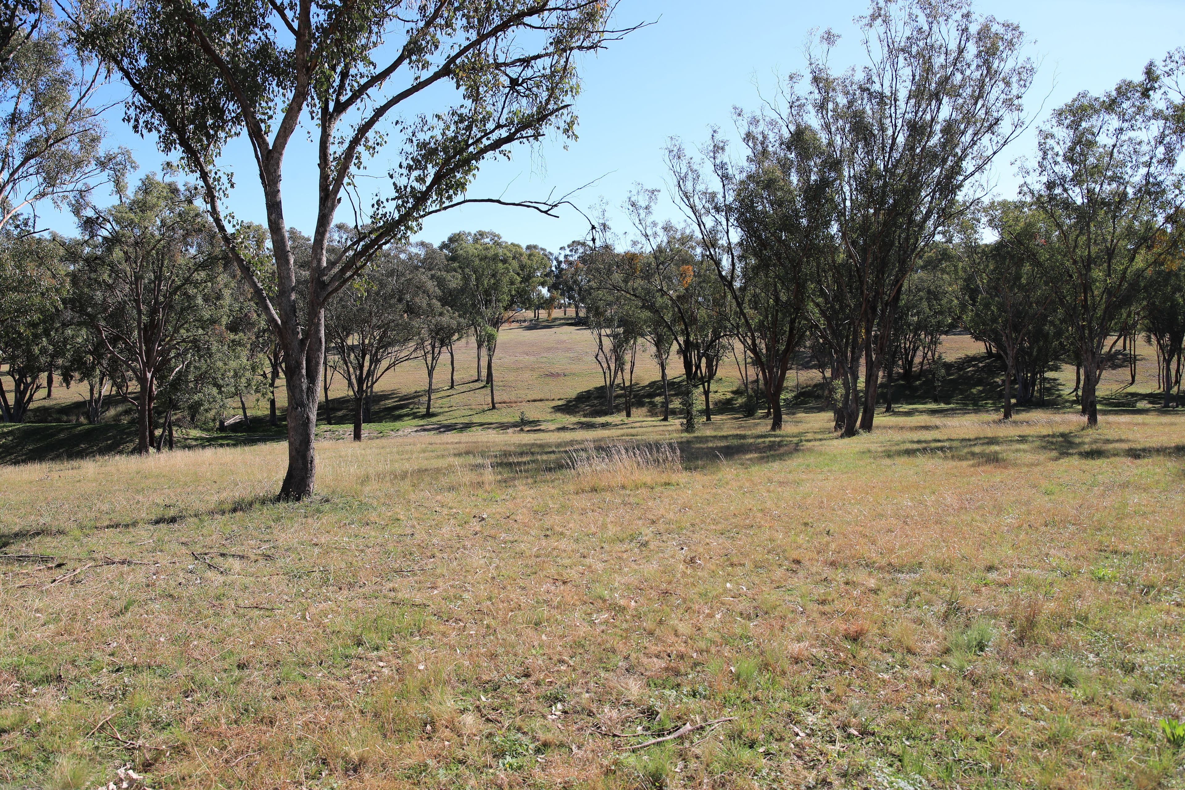 49 Sylvan Drive, INVERELL NSW 2360, Inverell - Thumbnail 5