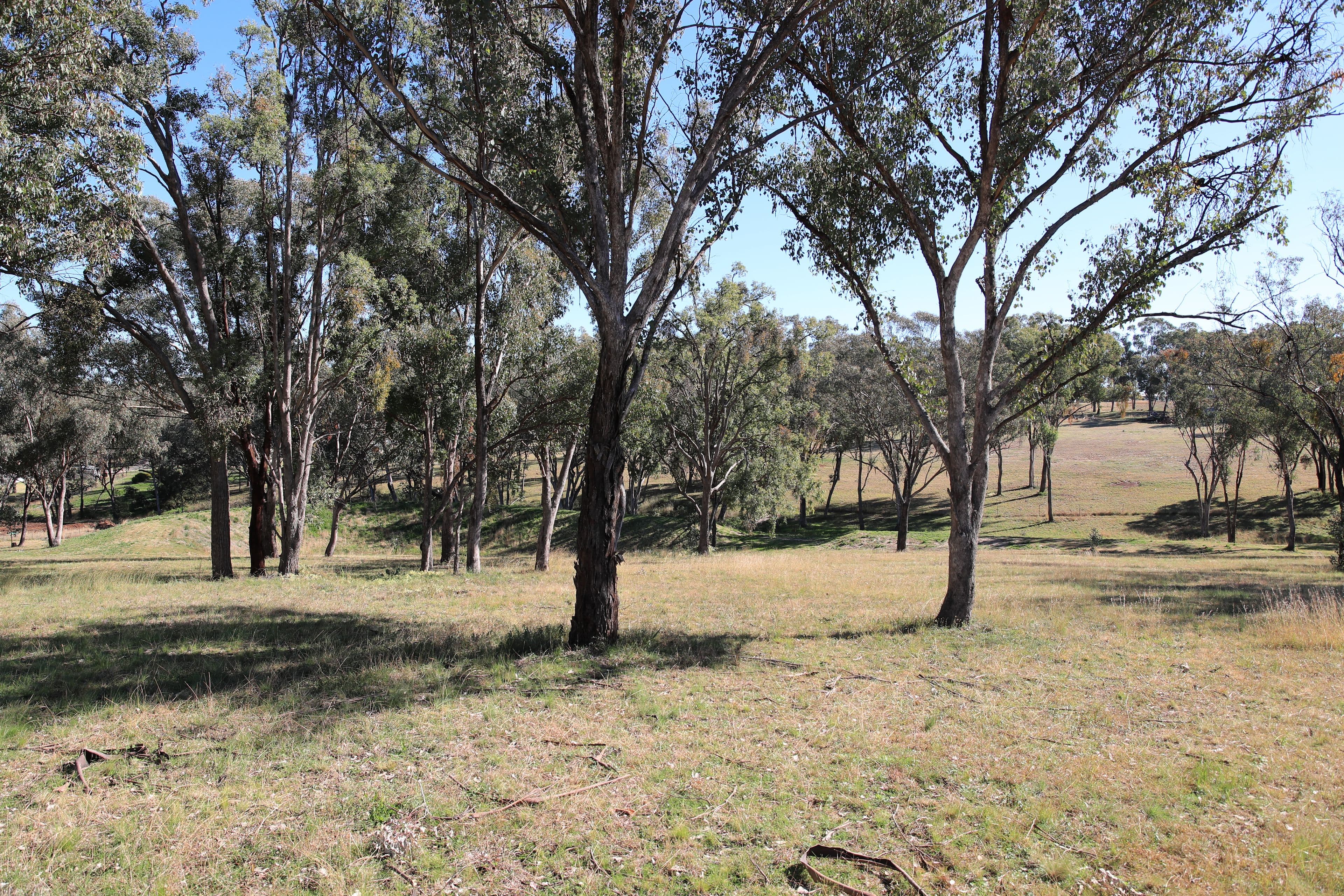 49 Sylvan Drive, INVERELL NSW 2360, Inverell - Thumbnail 6