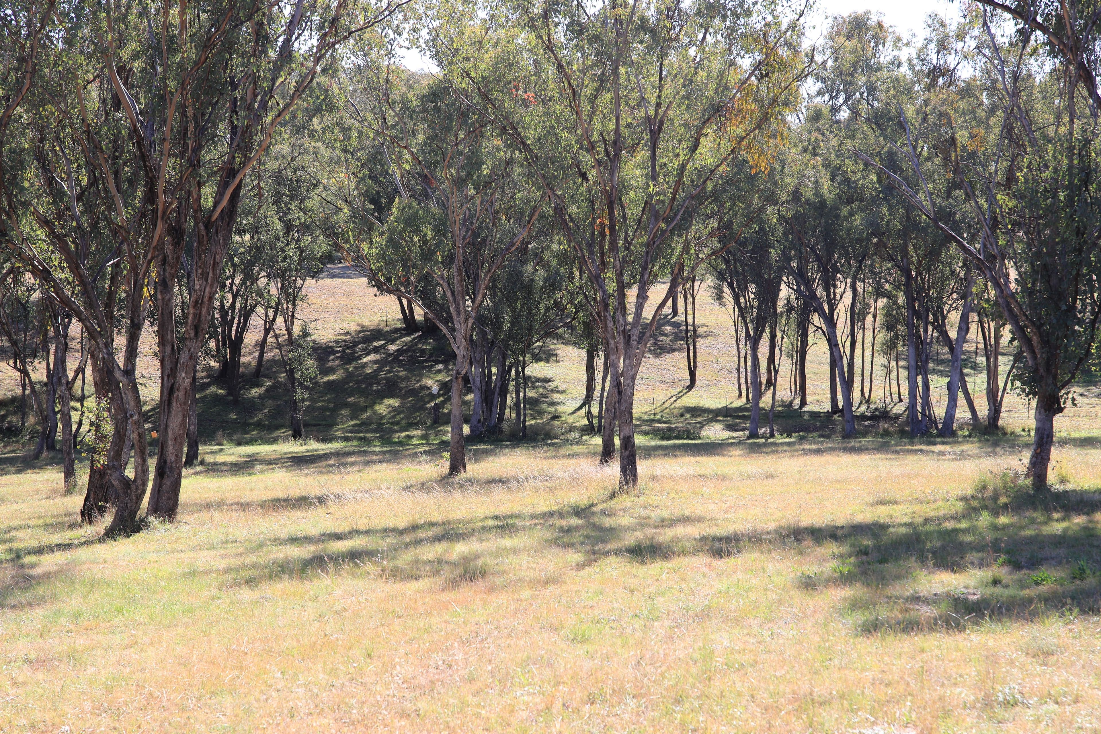 49 Sylvan Drive, INVERELL NSW 2360, Inverell - Thumbnail 7