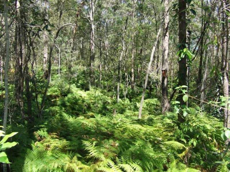 PEACHESTER QLD 4519, Peachester - Image 1