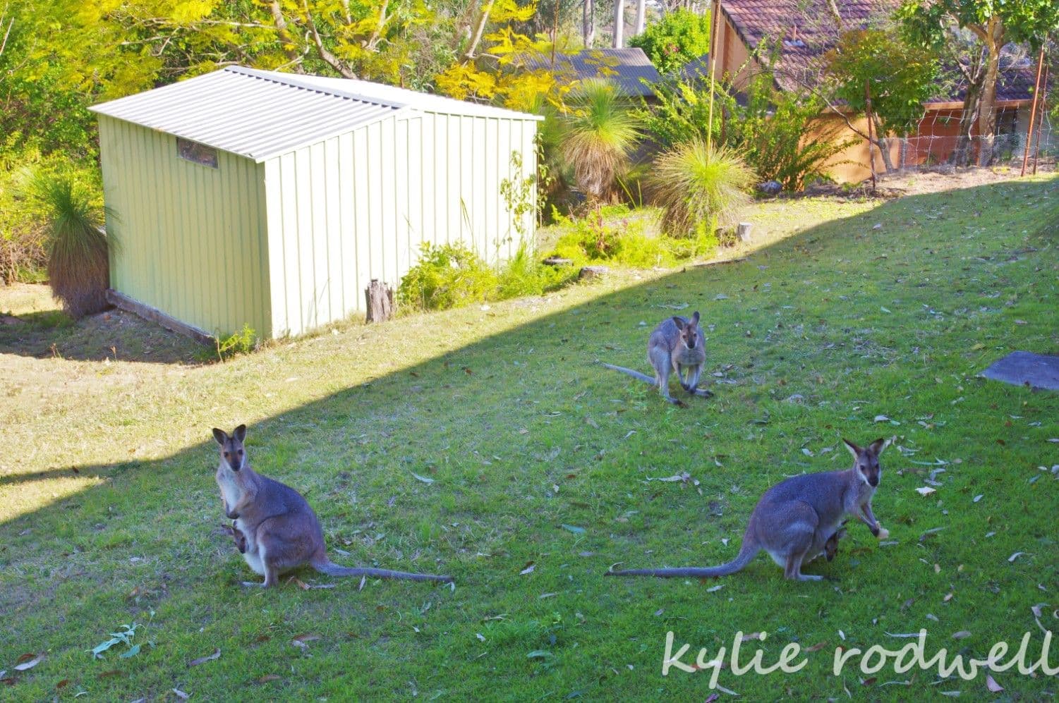 Kooralbyn QLD 4285, Kooralbyn - Thumbnail 4