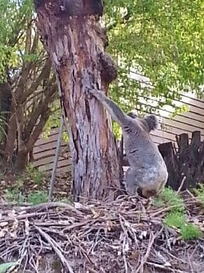 Kooralbyn QLD 4285, Kooralbyn - Thumbnail 5