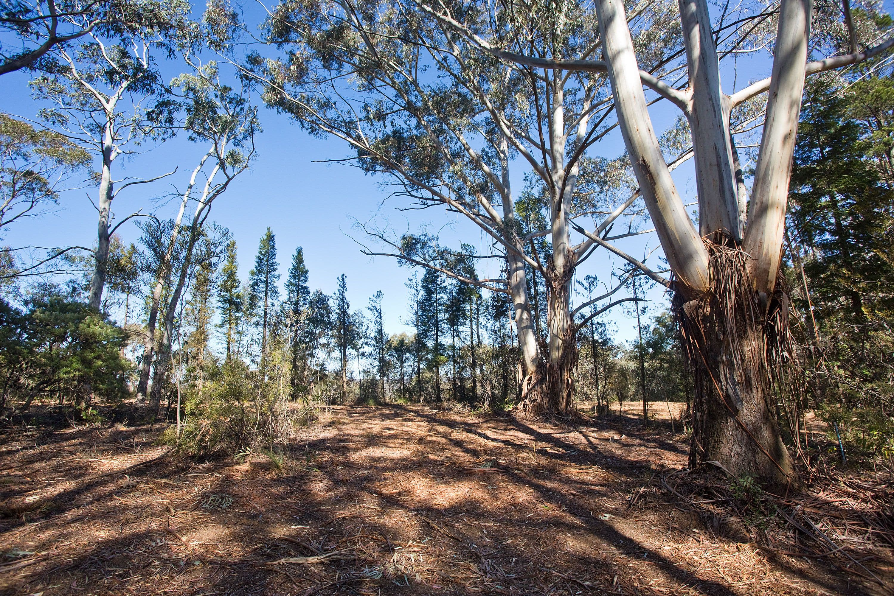 195 Evans Lookout Road, Blackheath NSW 2785, Blackheath - Thumbnail 4