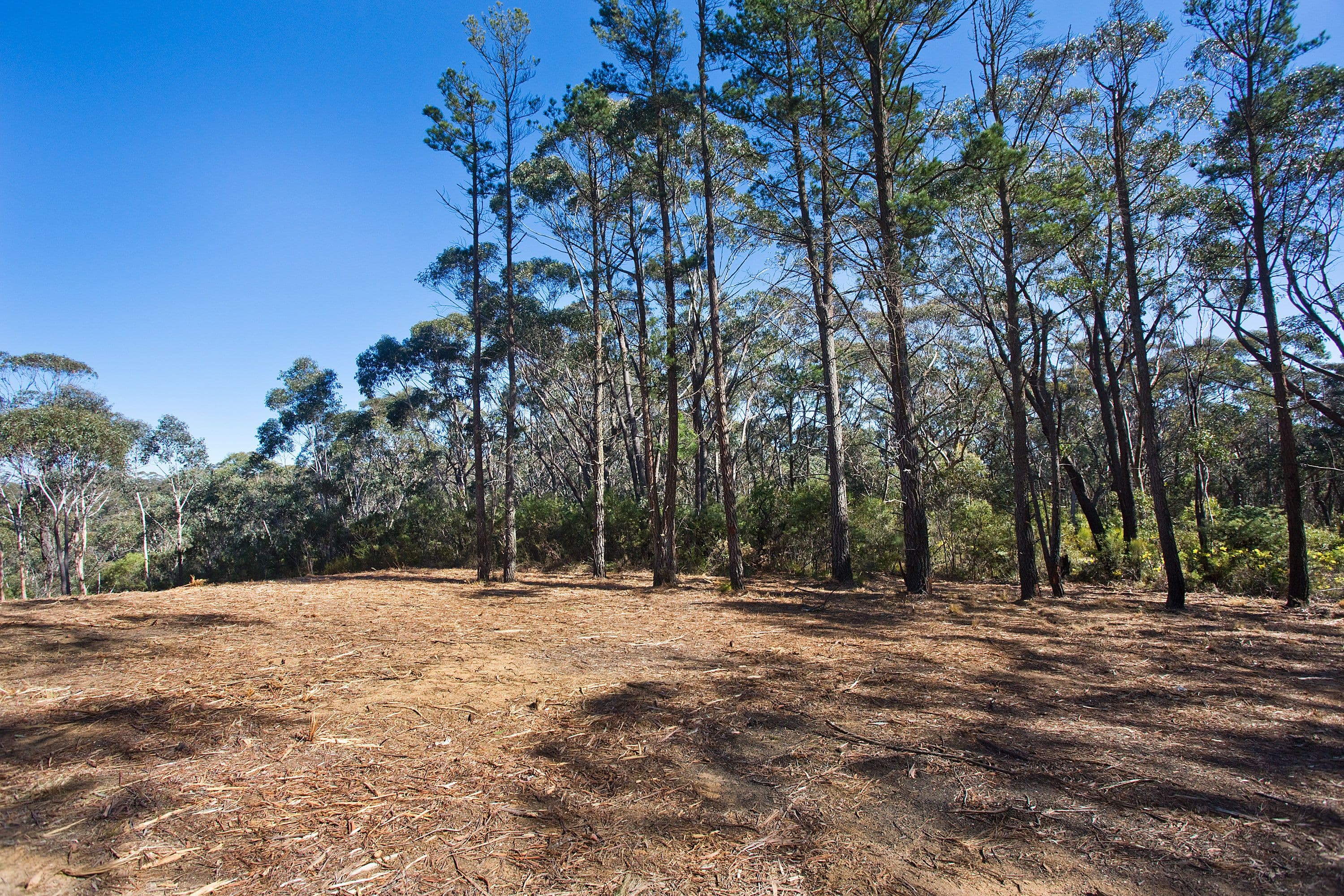 195 Evans Lookout Road, Blackheath NSW 2785, Blackheath - Thumbnail 6
