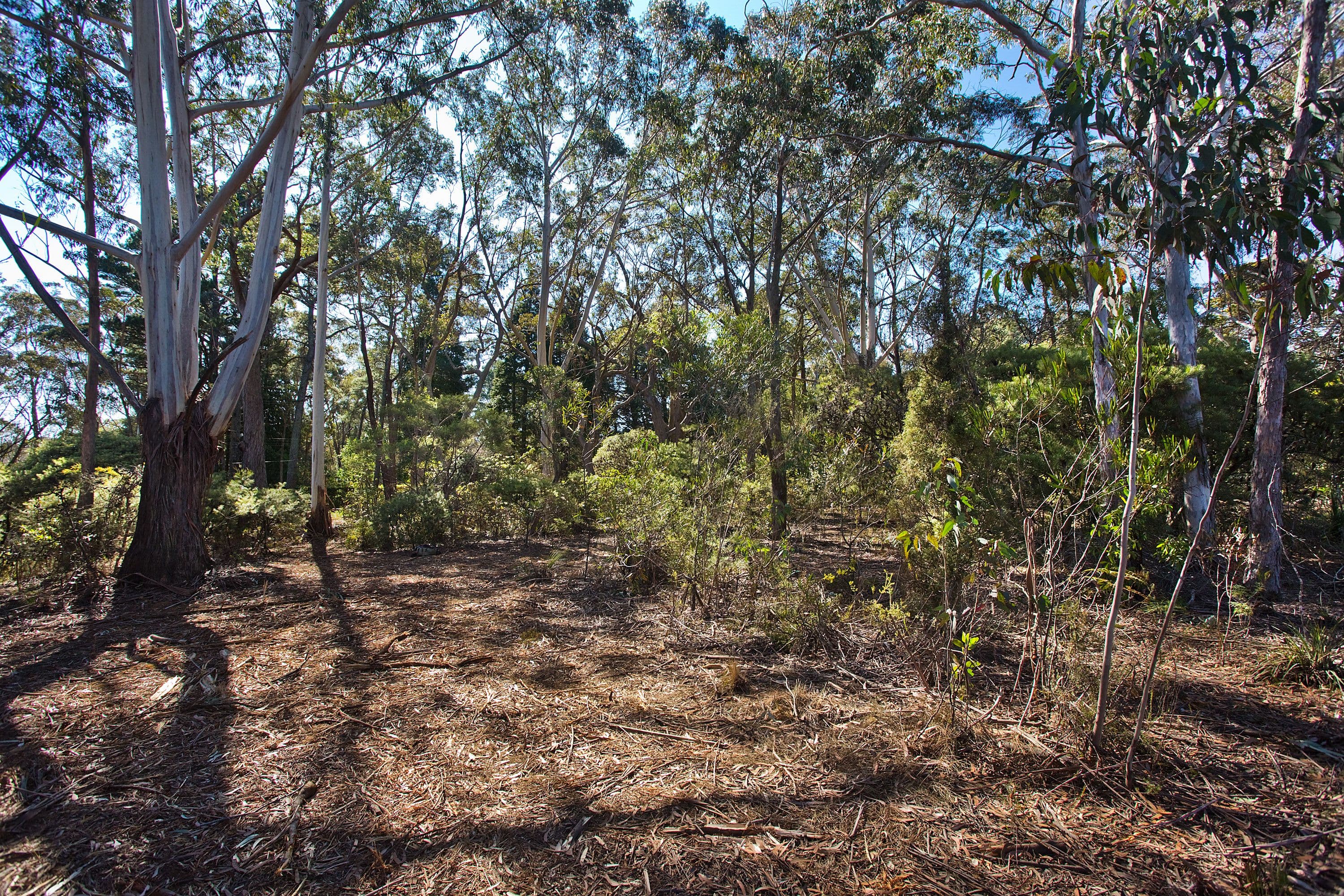 195 Evans Lookout Road, Blackheath NSW 2785, Blackheath - Thumbnail 7