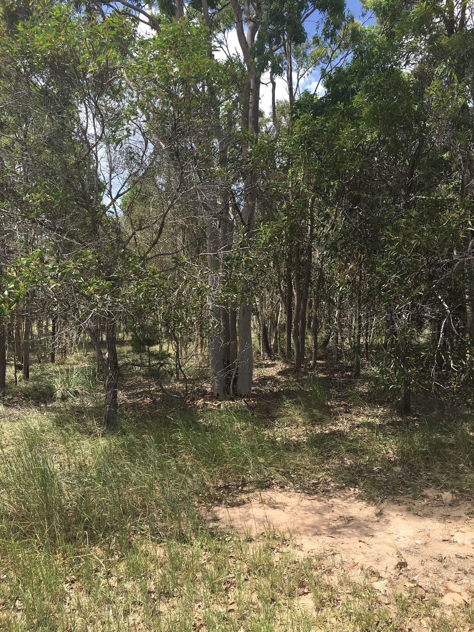 17 Southfork Circuit, Burrum Heads QLD 4659, Burrum Heads - Thumbnail 4