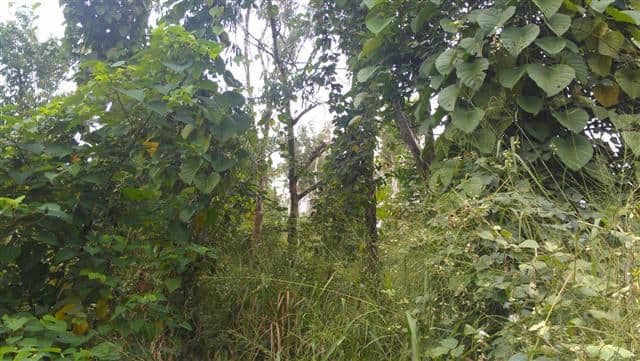 Lot 1 Pacific View Drive, MISSION BEACH QLD 4852, Mission Beach - Thumbnail 6